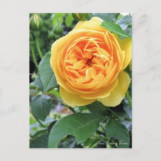 Rosa Graham Tomas : Carte postale (Devant)