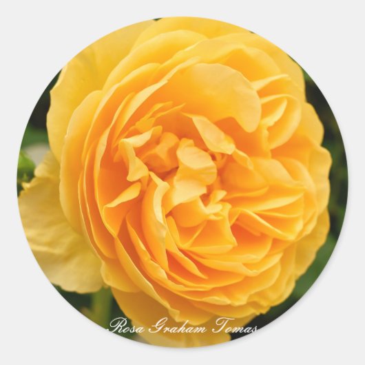 Rosa Graham Tomas [Round Seal] Ronde Sticker (Voorkant)