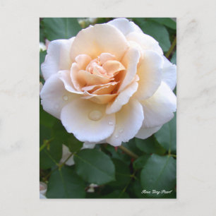 Rosa Gray Pearl [Briefkaart] Briefkaart