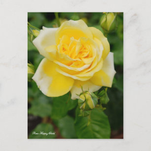 Rosa Happy Child [Briefkaart] Briefkaart