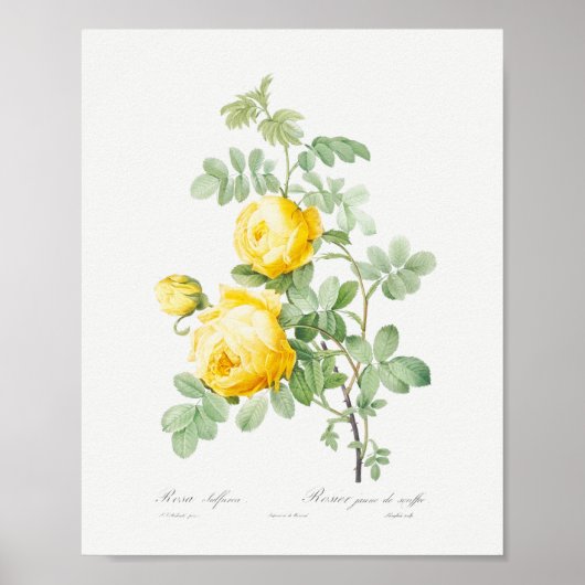 Rosa hemisphaerica  Floral Yellow Roses Poster (Voorkant)