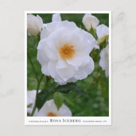 Rosa Iceberg Briefkaart
