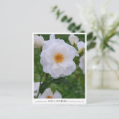 Rosa Iceberg Briefkaart (Staand voorkant)