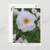 Rosa Iceberg Briefkaart (Voorkant / Achterkant)