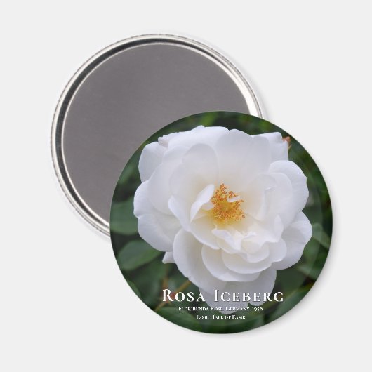 Rosa Iceberg Magneet (Voorkant / Achterkant)