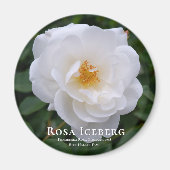 Rosa Iceberg Magneet (Voorkant)
