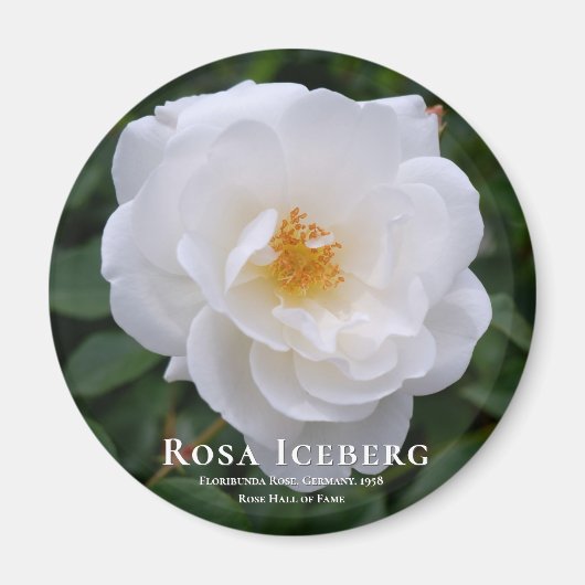 Rosa Iceberg Magneet (Voorkant)