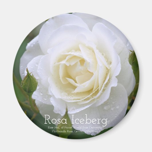 Rosa Iceberg:Round Magnet (Devant)