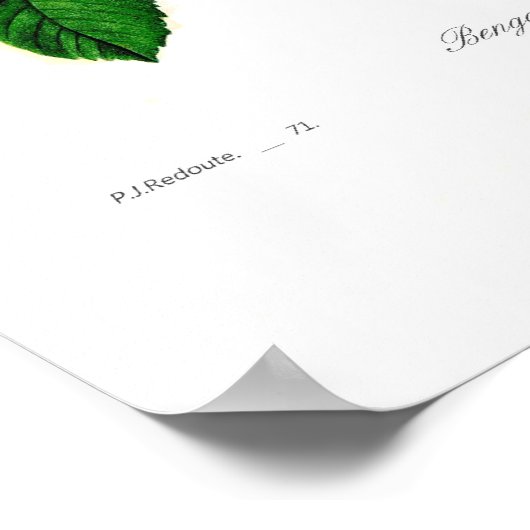 Rosa indica poster (Hoek)