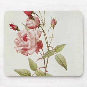 Rosa Indica Vulgaris uit 'Les Rozen' Muismat