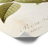 Rosa Indica Vulgaris uit 'Les Rozen' Poster (Hoek)