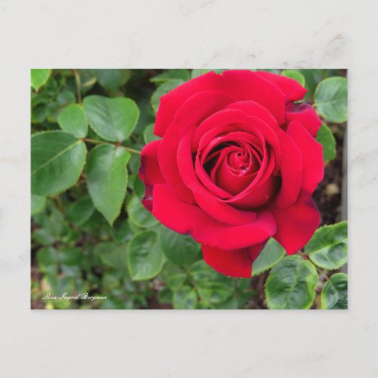 Rosa Ingrid Bergman Briefkaart (Voorkant)