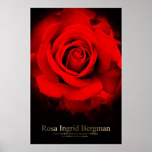 Rosa Ingrid Bergman:Poster Poster (Voorkant)