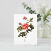 Rosa intermis briefkaart (Staand voorkant)