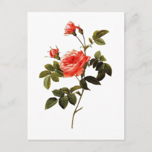 Rosa intermis briefkaart