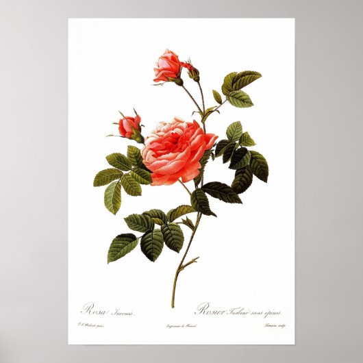 Rosa intermis poster (Voorkant)