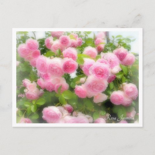 Rosa Jasmina Briefkaart (Voorkant)