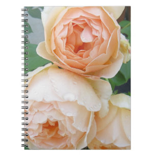 Rosa "Jude the Obscure" Notitieboek