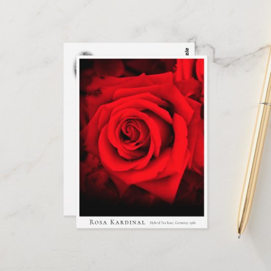 Rosa Kardinal Briefkaart (Voorkant / Achterkant in situ)