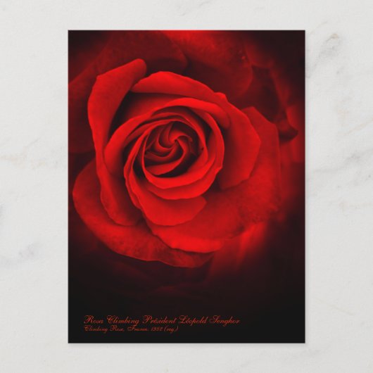 Rosa Klibing Président Léopold Senghor Briefkaart (Voorkant)