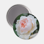 Rosa "L" hiver Magneet (Voorkant / Achterkant)