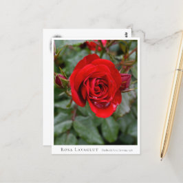 Rosa Lavaglut Briefkaart