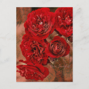 Rosa Lavaglut [Briefkaart] Briefkaart