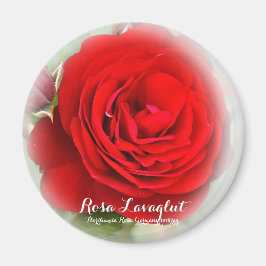 Rosa Lavaglut Magneet