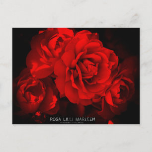 Rosa Lilli Marleen: Briefkaart
