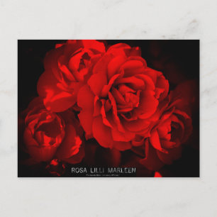 Rosa Lilli Marleen: briefkaart