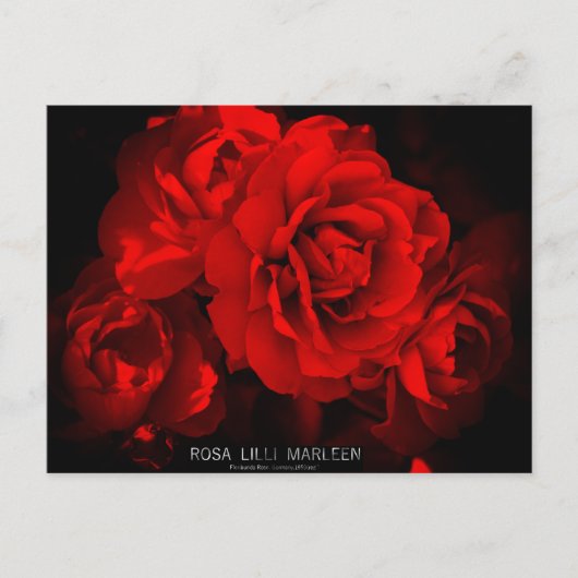 Rosa Lilli Marleen: Briefkaart (Voorkant)