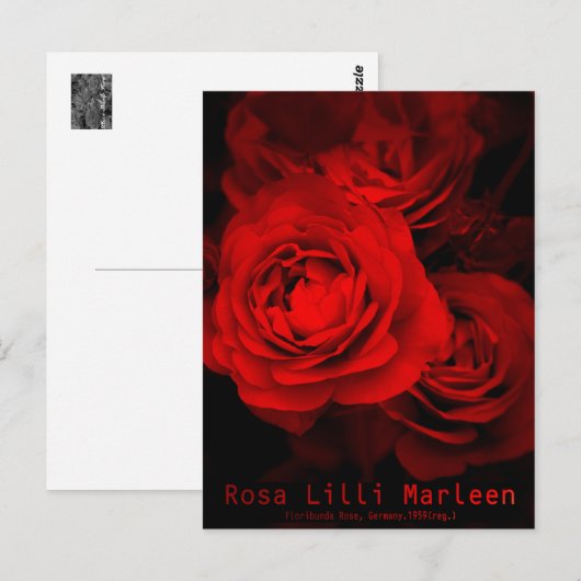 Rosa Lilli Marleen : Carte postale (Devant / Derrière)