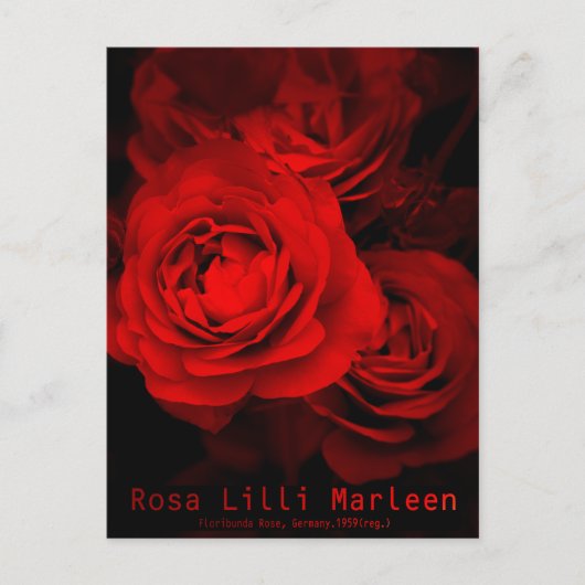 Rosa Lilli Marleen : Carte postale (Devant)