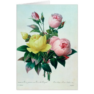 Rosa Lutea en Rosa Indica