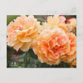 Rosa‘Manyo’（万葉）：Postcard Briefkaart
