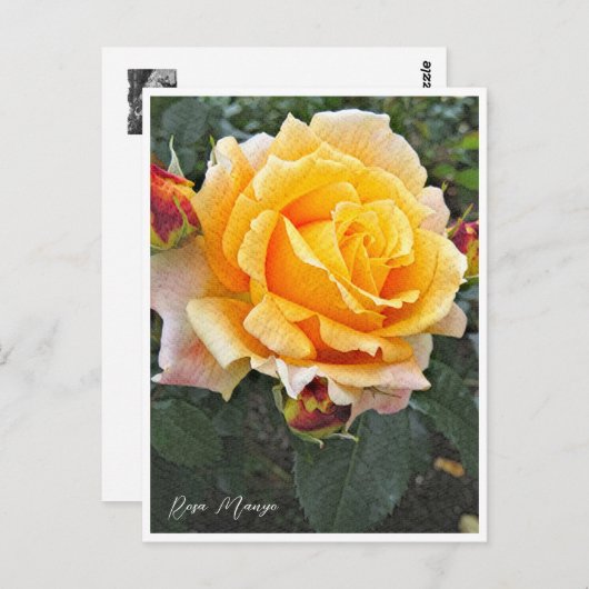 Rosa Manyo Briefkaart (Voorkant / Achterkant)