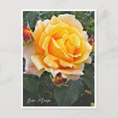 Rosa Manyo Briefkaart (Voorkant)