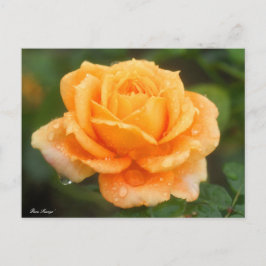 Rosa "Manyo":Briefkaart Briefkaart