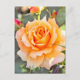 Rosa "Manyo" (Briefkaart) Briefkaart