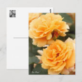 Rosa "Manyo":Briefkaart Briefkaart (Voorkant / Achterkant)