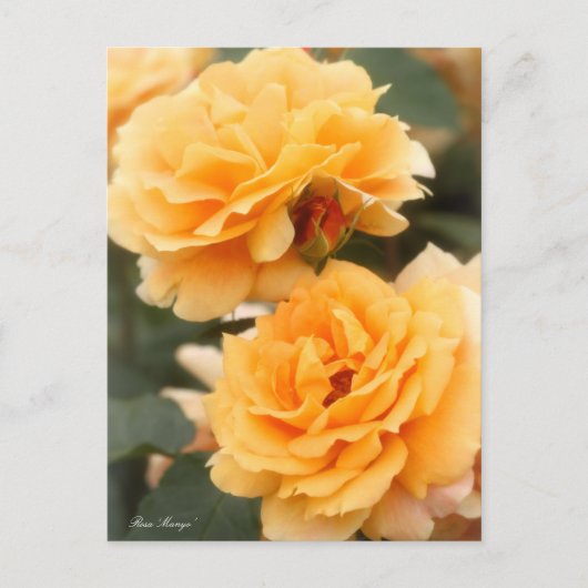 Rosa "Manyo":Briefkaart Briefkaart (Voorkant)