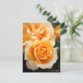 Rosa "Manyo" : Carte postale (Debout devant)