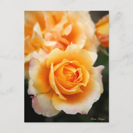 Rosa "Manyo" : Carte postale (Devant)