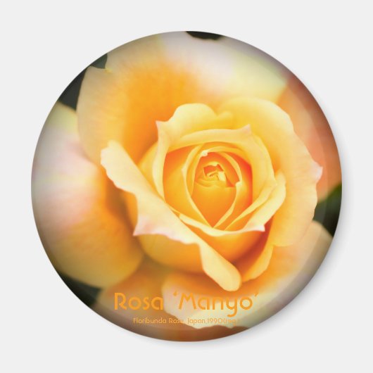 Rosa ‘Manyo’：Round Magnet (Devant)