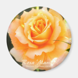 Rosa ‘Manyo’：Round Magnet Magneet