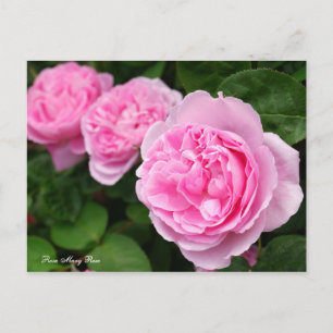 Rosa Mary Roos [Briefkaart] Briefkaart