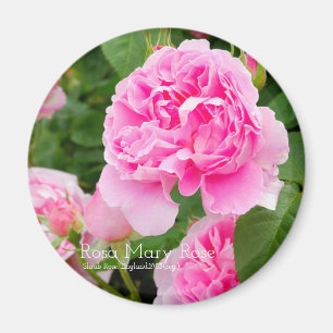 Rosa Mary Roos [Round Magnet] Magneet