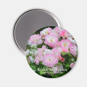 Rosa Matilda aimant (Recto/Verso)