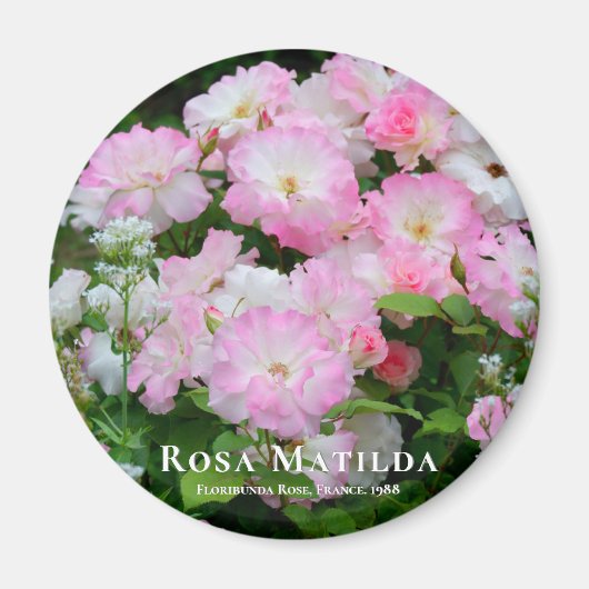 Rosa Matilda aimant (Devant)