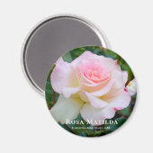 Rosa Matilda Magneet (Voorkant / Achterkant)
